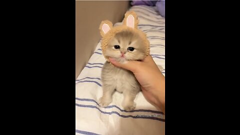 The newborn kitten was bullied by its owner