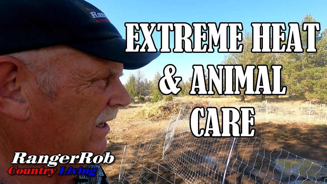 Extreme Heat & Animal Care on The Homestead