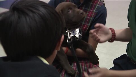 Arapahoe Co. sheriff swears in two 'paws-itively' adorable recruits