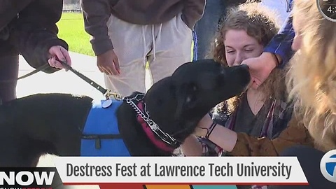 De-stress Fest at Lawrence Tech University