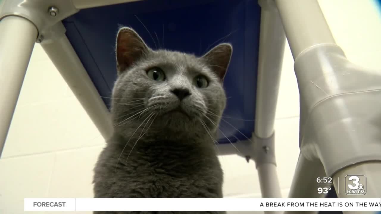 Adoption Option: Mark the cat at Midlands Humane Society