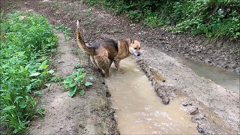 Dog in the swimming Pool