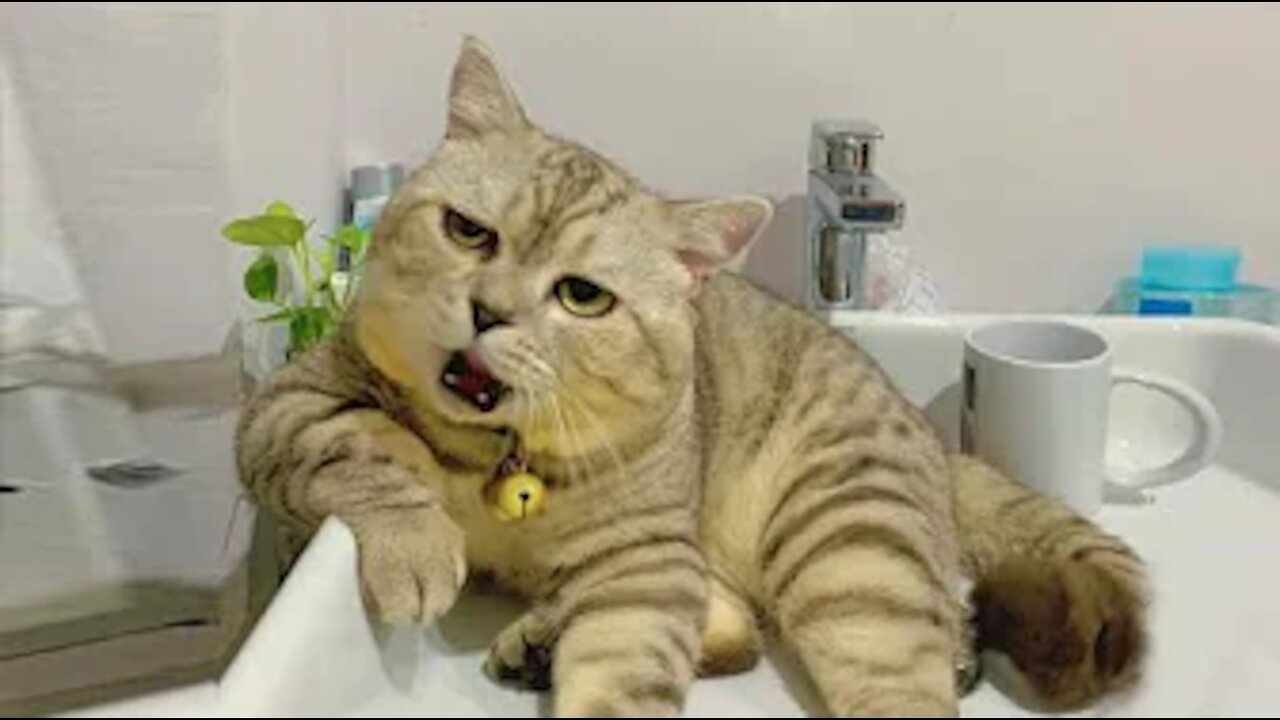 Best Cats & Dogs funny videos (2021) | Four Legged World
