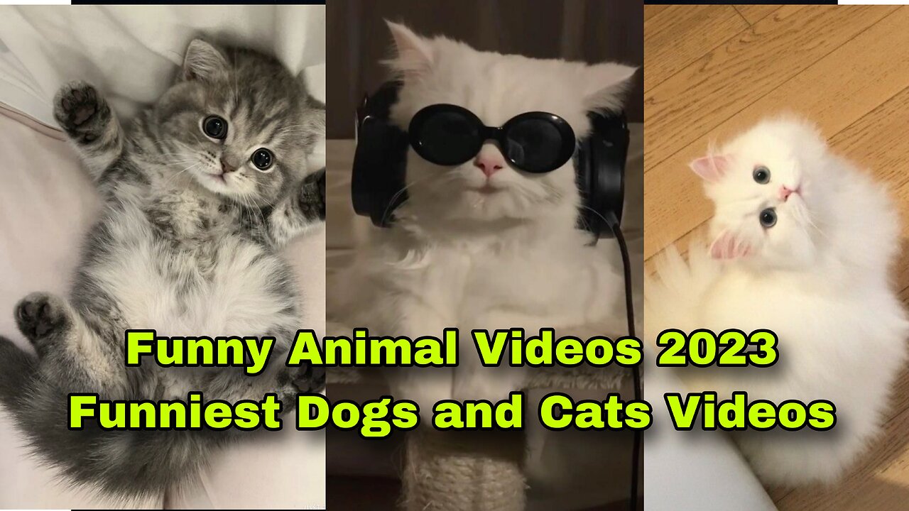 Funny Animal Videos 2023 Funniest Dogs and Cats Videos