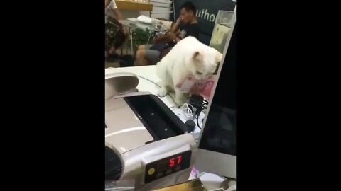 Cat Taxes