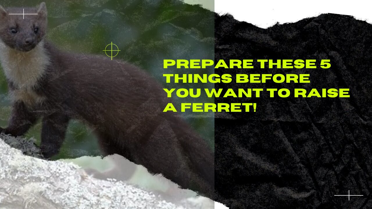 PREPARE THESE 5 THINGS BEFORE YOU WANT TO RAISE A FERRET!