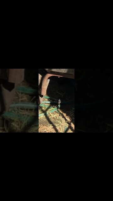 17 June 2022 beautiful bird joins us for Arthur’s last day