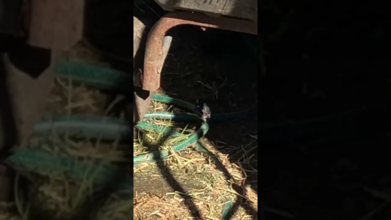 17 June 2022 beautiful bird joins us for Arthur’s last day