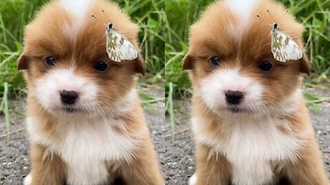 Cute puppy and butterfly