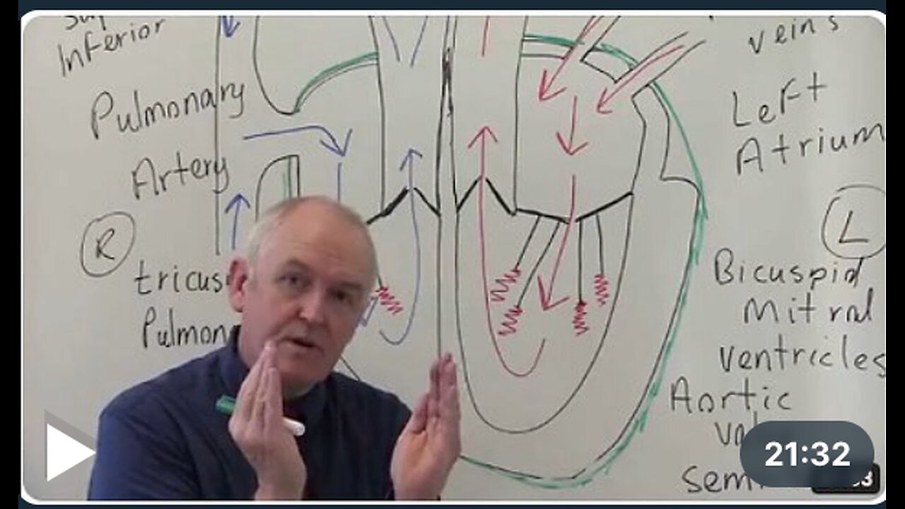 Cardiovascular System 1, Heart, Structure and Function