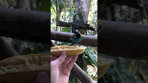 Quem sabe quê pássaro é esse