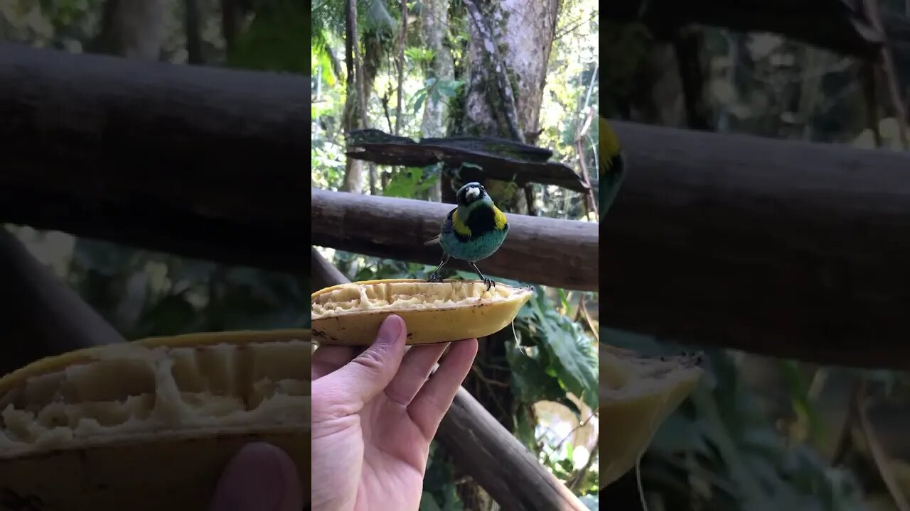 Quem sabe quê pássaro é esse