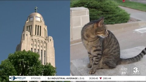 Cameron the Capitol Cat purrfectly fine after apparent cat-napping