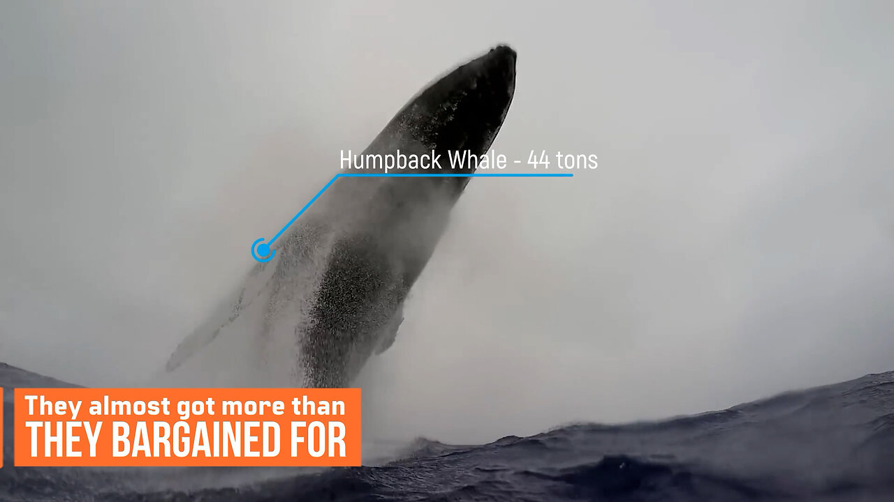 Humpback Whale Breaches Extremely Close to Boat - Perfect Video Caught on Camera