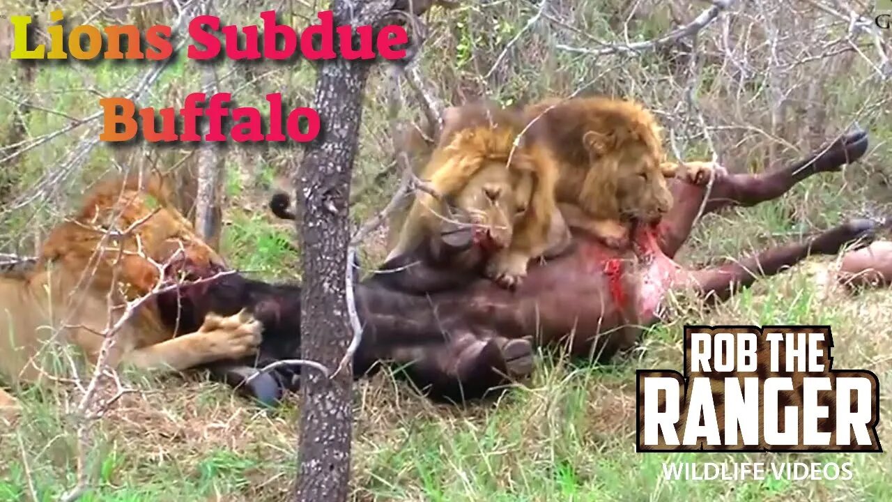 Lions Slowly Subdue A Buffalo Bull | Lion vs Buffalo | Intense African Safari Scene