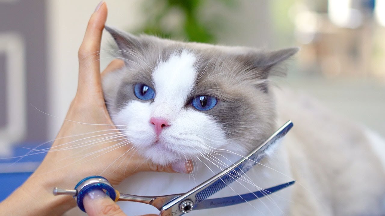 Cute cat Have you ever seen a cat with such pretty blue eyes?🥰