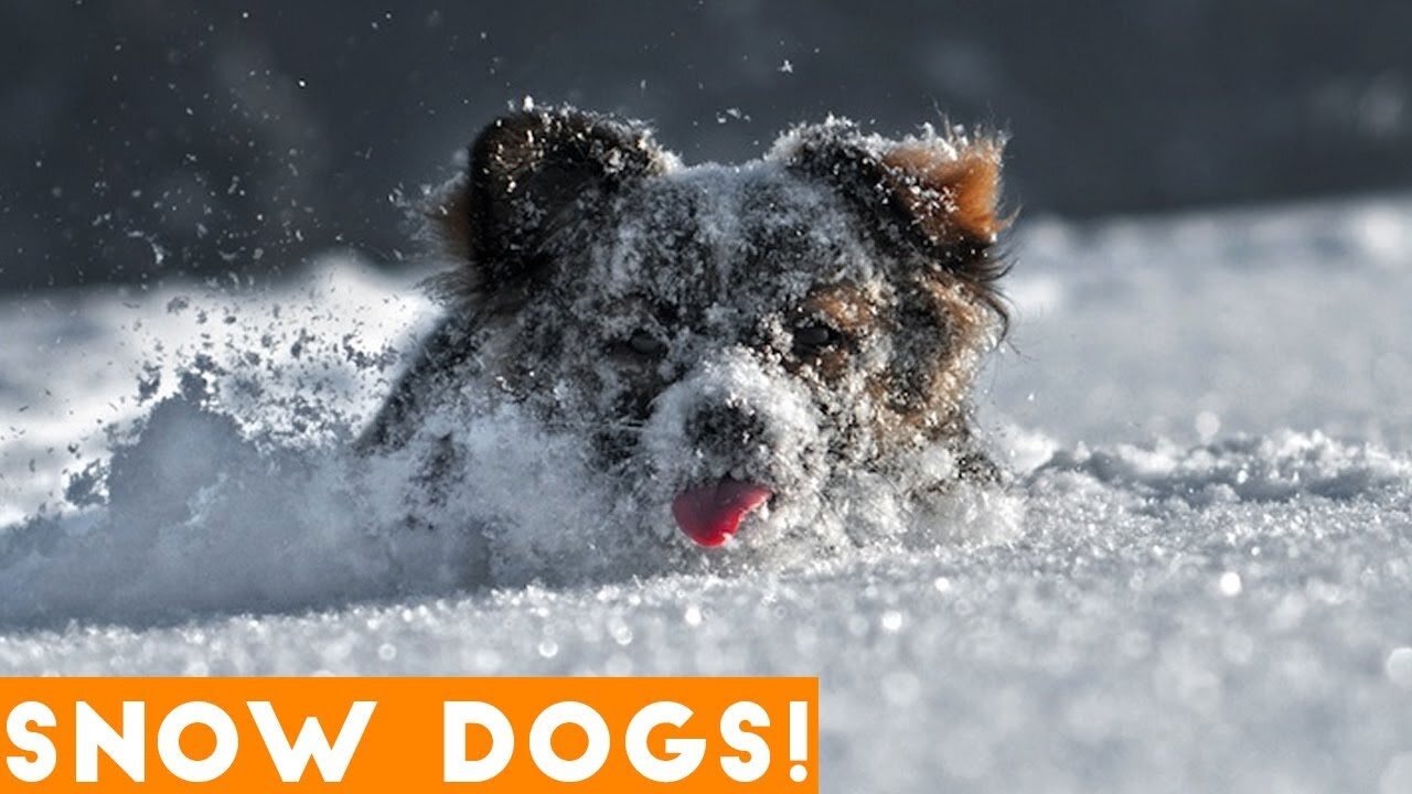 Snowdog 2023 - Awsome DoggyFlying Ears - Thrown inFreshSoft Deep Snow