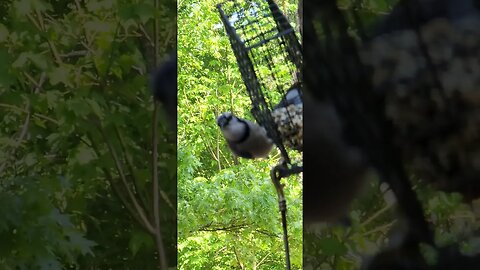 blue eating lunch