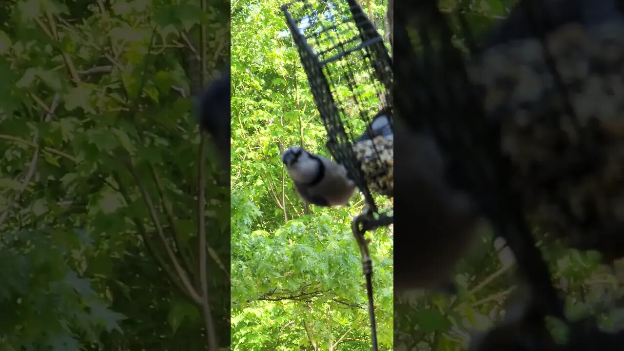 blue eating lunch