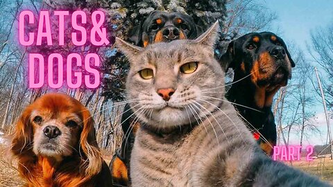 😺Cats&Dogs🐶 make funny situations video 2023 part 2