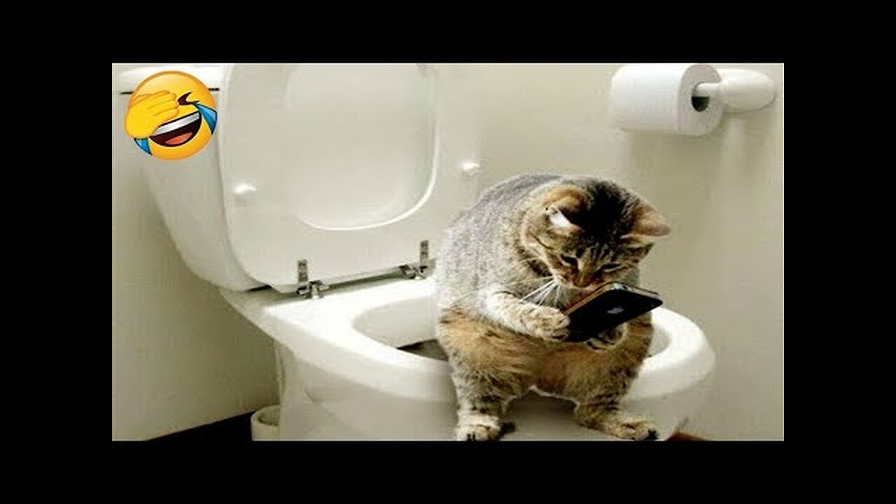 New Funny Animals 😂 Funniest Cats and Dogs Videos 😺🐶