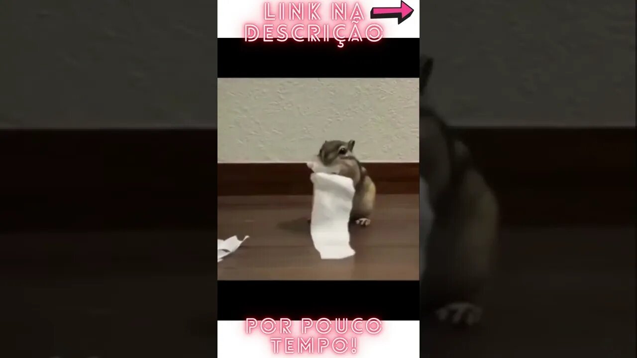 Animais em ação!! #shorts