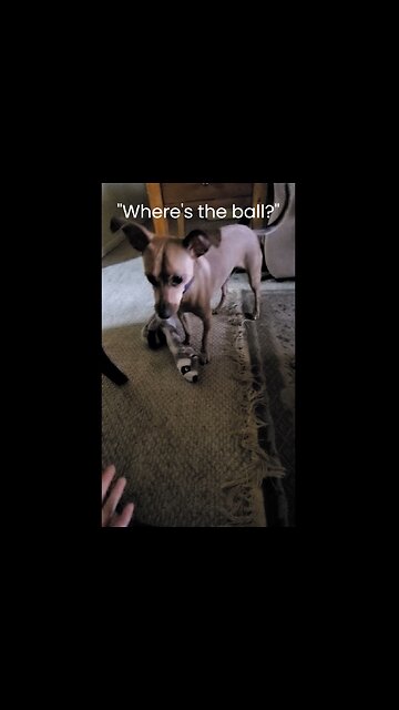 Asking My Chihuahua Bluto: Where's The Ball?