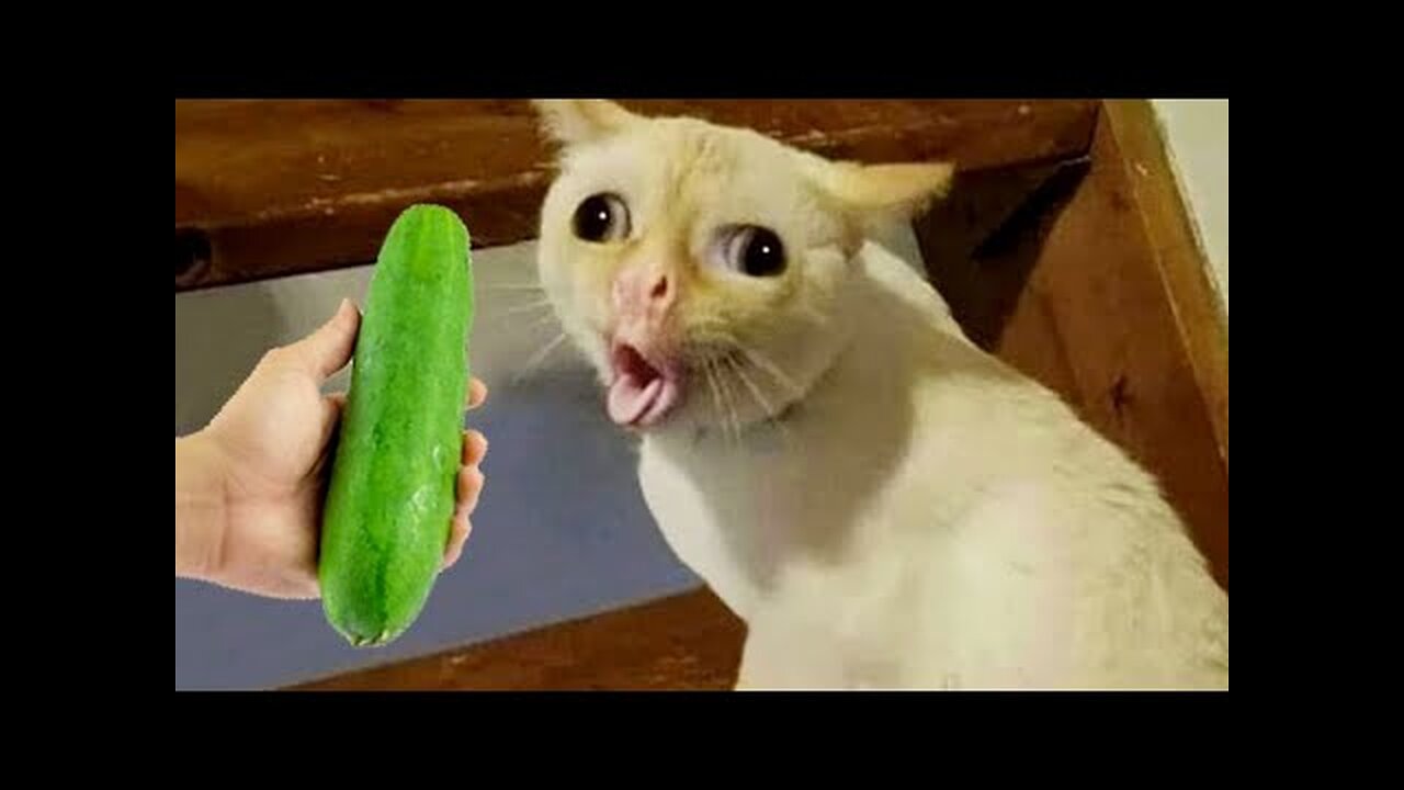 New Funny animal 🤣 Funniest Cat and Dogs 2023