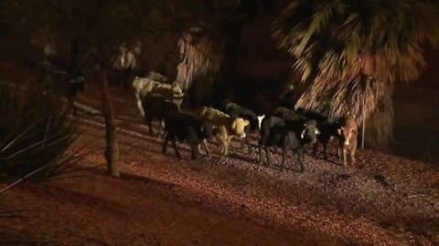 Loose cattle stop traffic after livestock truck crash on Loop 101