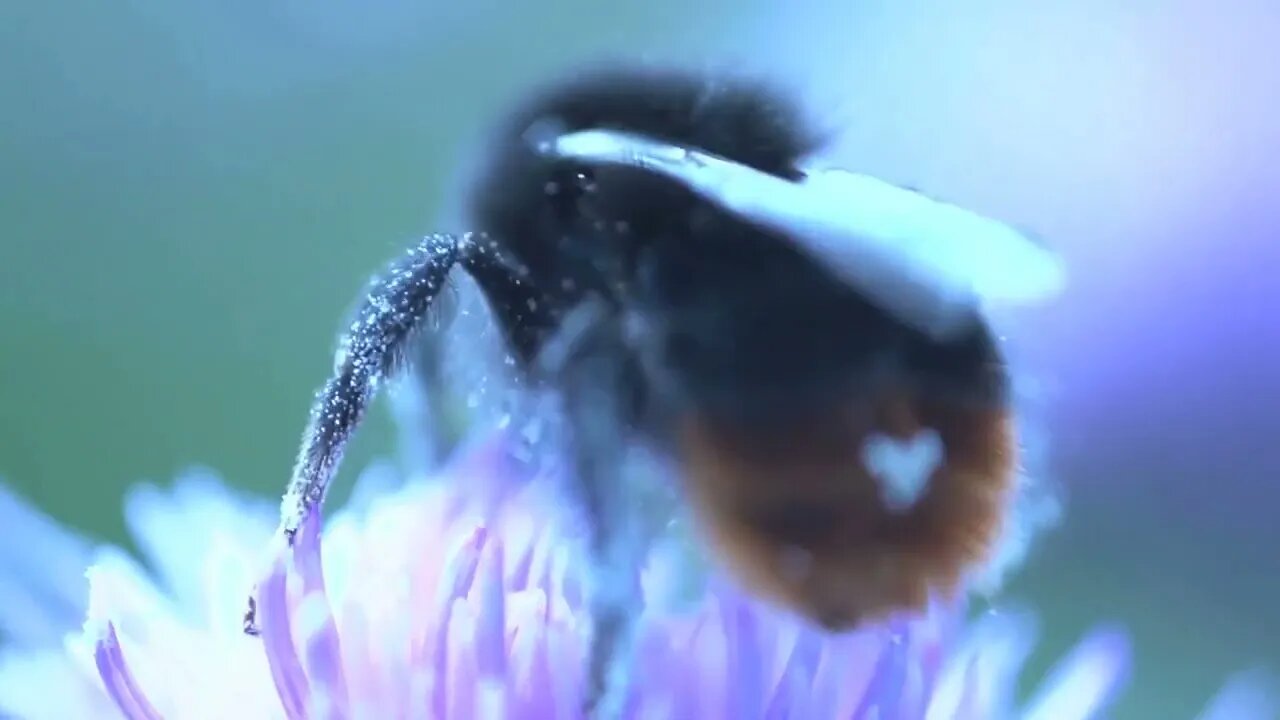 Bumblebee extreme close up eating nectar from a pink flower and flying away made by 2 shots