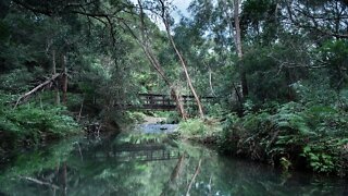 Queensland Mountain Drive - Springbrook Mountain | Gold Coast Hinterland