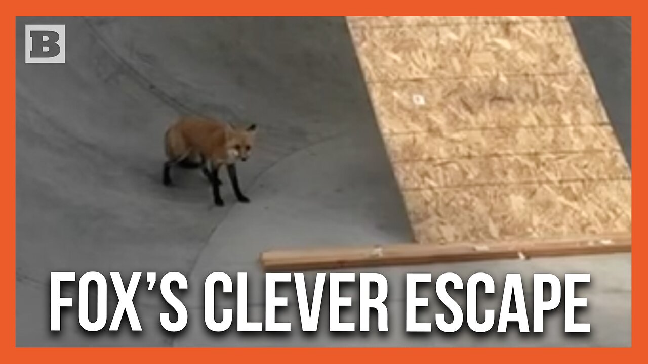 Police Attempt to Help Fox Escape Skatepark Bowl