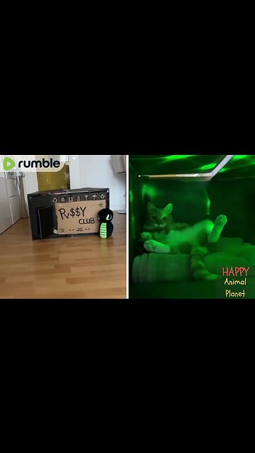 Funny and Cute Cat | Epic Cat! Chilling without me😩😂😂