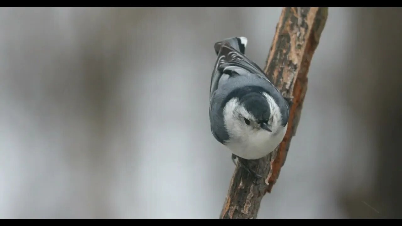 White Breasted Nuthatch On A Snowy Day