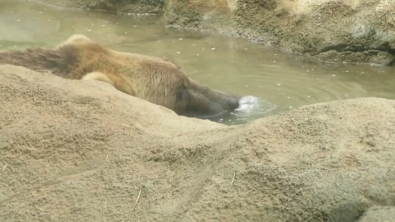 Bear loves to lie in the water and blow bubbles - Walk With Me, Steve Martin, ventured to the zoo