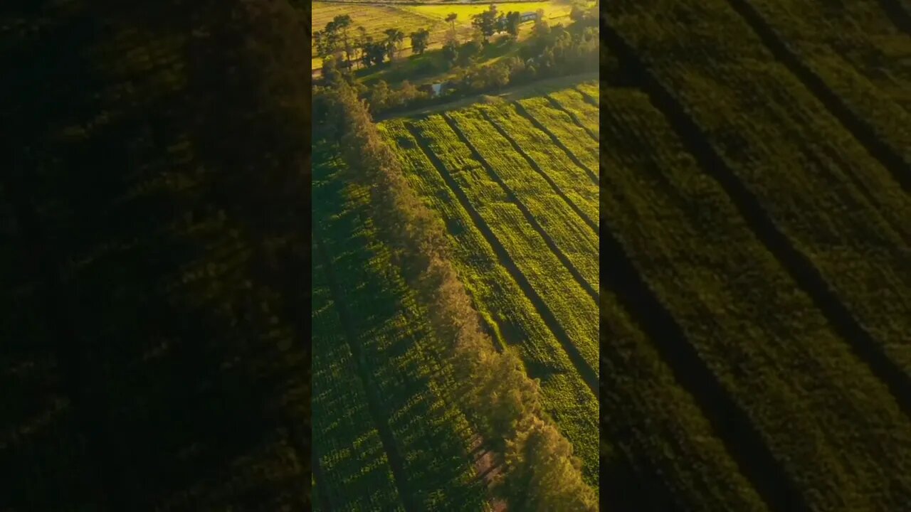 #beautiful#amazing#crop,#aerialvideo#nature#naturelovers#naturephotography