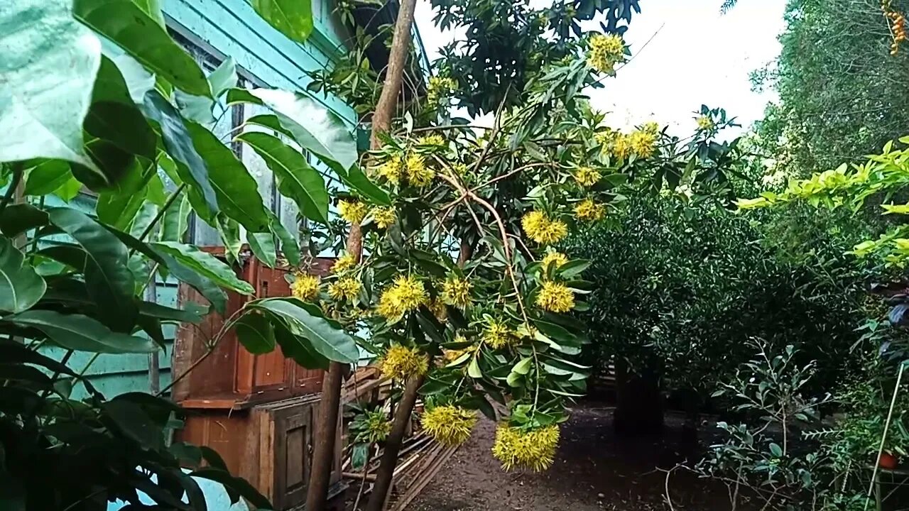 Golden Penda in flower 28th April 2021