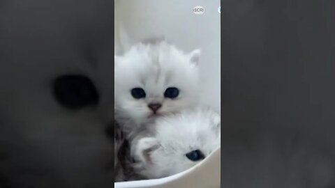 cute cat videos 😹 funny videos 😂😆