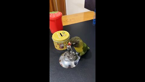 OMG😂 smart parrot video 2023 # animals 2023 #smart animals #birds #cute animals 2023