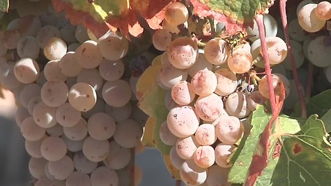 Idaho wine industry blooms after four generations