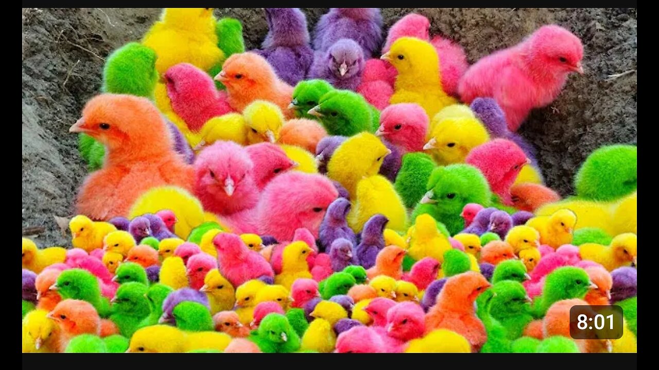 Tangkap Ayam Lucu, Ayam Warna Warni,Ayam Rainbow Gokil, Kelinci, Kucing Lucu,Bebek, Hewan Lucu