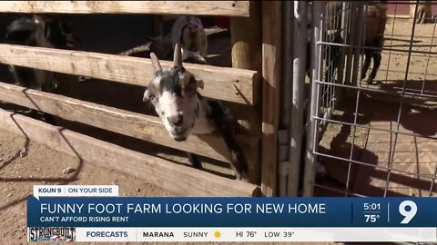 Funny Foot Farm looking for new home