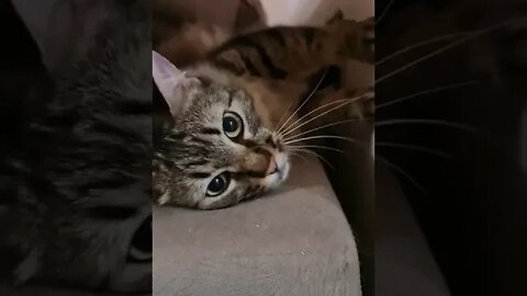 KUCING LUCU #PART 19