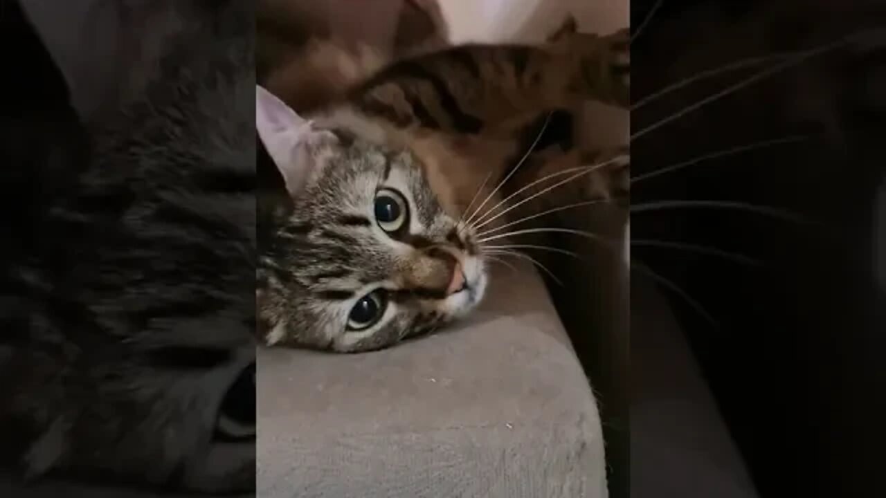 KUCING LUCU #PART 19