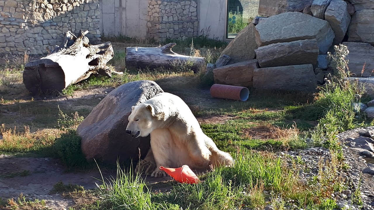 Unbelievably funny and relaxed polar bear Rasputin in Tallinn Zoo