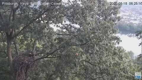 Hays Eagles parent checking nest 2020 08 18 612 625AM