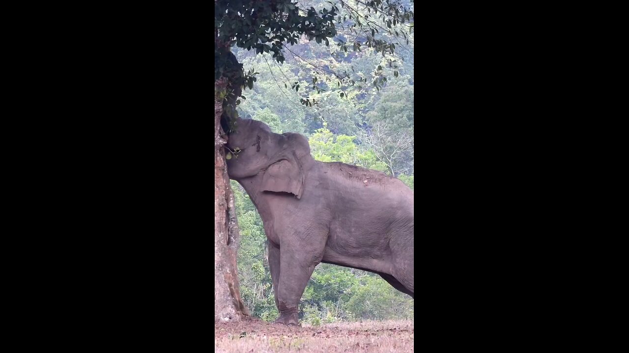 Smart Elephant