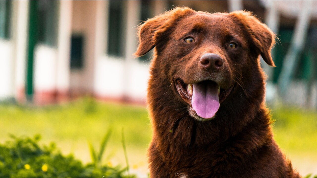 Dog Labrador