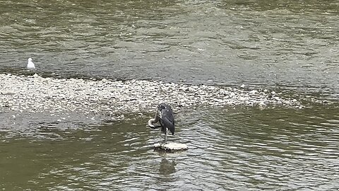 Great Blue Heron 1