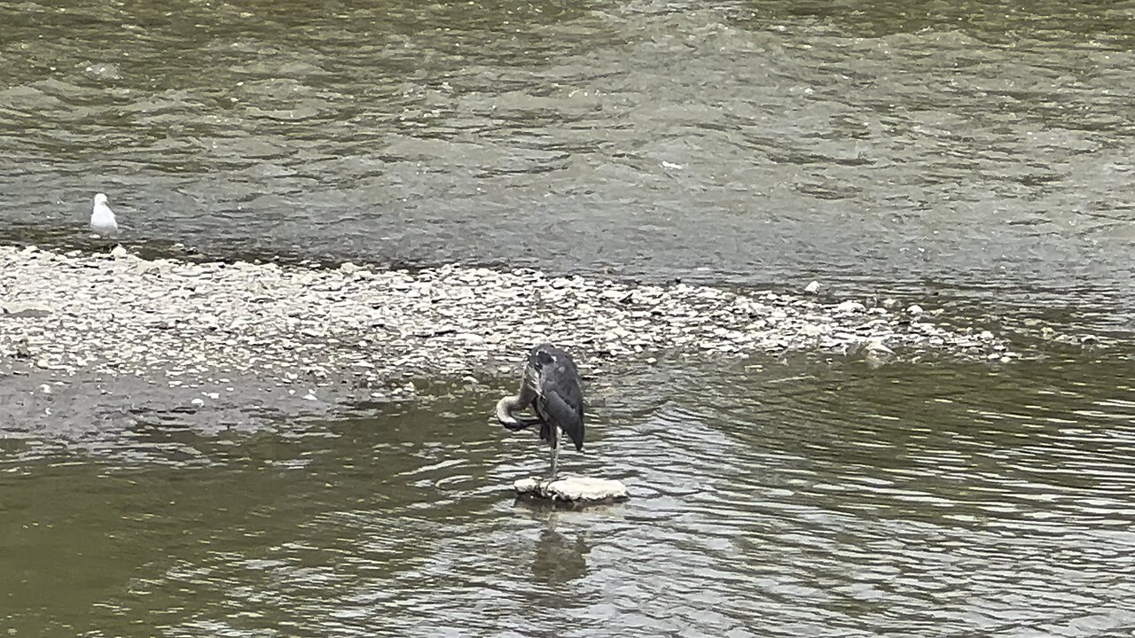 Great Blue Heron 1